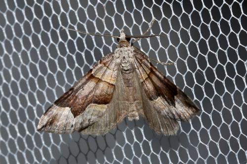 Réf. 187 269 : Scotopteryx moeniata